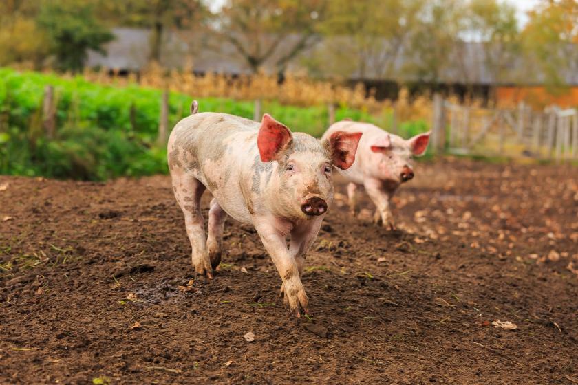 Varkens in vrije buitenloop