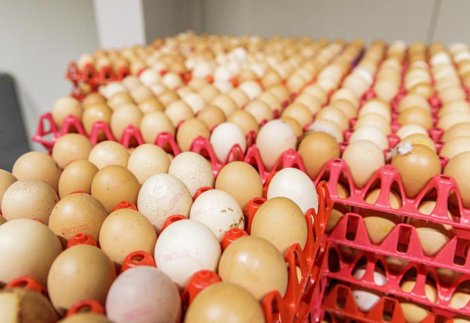 bio-eieren op pallet