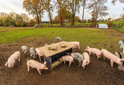 varkens voeden